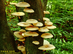 Lentinus squarrosulus