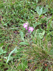 Pedicularis attollens