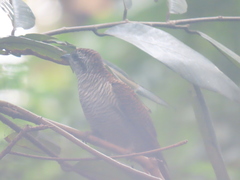 Cacomantis sonneratii