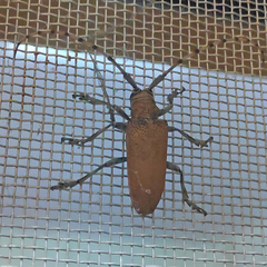 Celosterna scabrator