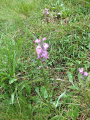 Pedicularis attollens