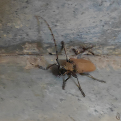 Celosterna scabrator