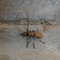 Celosterna scabrator