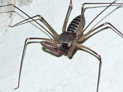 Acanthophrynus coronatus