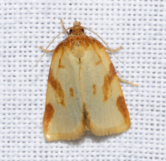 Aphelia peramplana