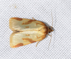 Aphelia peramplana
