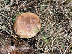 Tricholoma albobrunneum