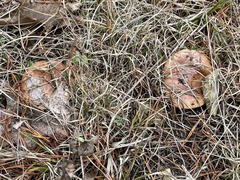 Tricholoma albobrunneum