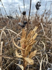 Gentiana puberulenta
