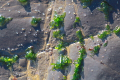 Ulva californica