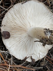 Tricholoma albobrunneum