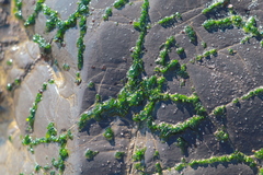 Ulva californica