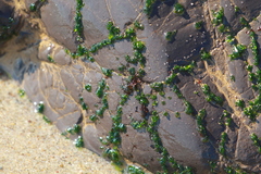 Ulva californica