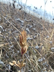 Gentiana puberulenta