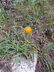 Raillardella scaposa