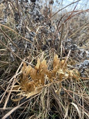 Gentiana puberulenta