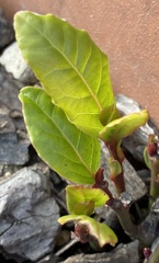 Laurus nobilis