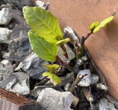 Laurus nobilis
