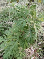 Artemisia argyi