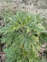 Artemisia argyi