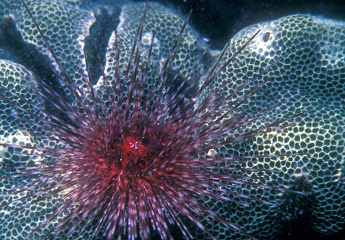 Centrostephanus asteriscus · iNaturalist