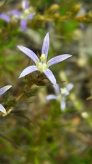 Wahlenbergia subulata