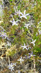 Wahlenbergia subulata