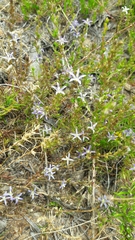Wahlenbergia subulata