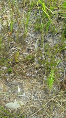 Wahlenbergia subulata