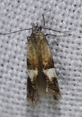 Aproaerema polychromella