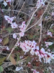 Persicaria jucunda