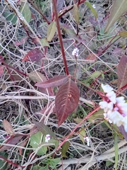Persicaria jucunda