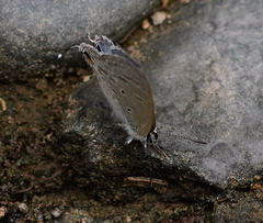 Luthrodes pandava peripatria