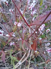 Persicaria jucunda