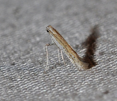 Aspilapteryx tringipennella