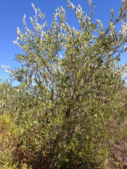 Elaeagnaceae
