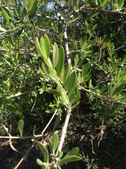 Elaeagnaceae