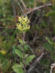 Lyperia lychnidea
