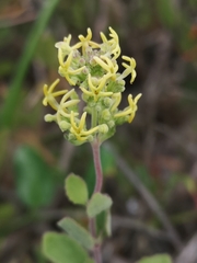 Lyperia lychnidea