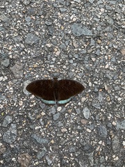 Tanaecia whiteheadi