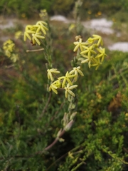 Lyperia lychnidea
