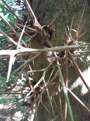 Gleditsia amorphoides