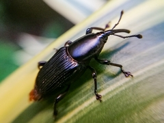 Odoiporus longicollis