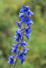 Delphinium laxiflorum