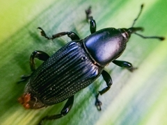 Odoiporus longicollis