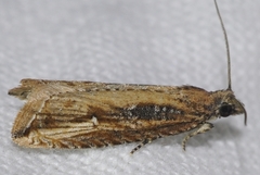 Bactra venosana