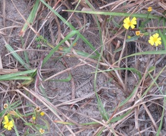 Croptilon rigidifolium