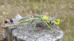 Croptilon rigidifolium