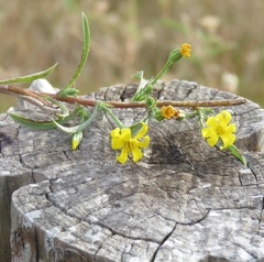 Croptilon rigidifolium