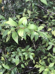 Allophylus crassinervis